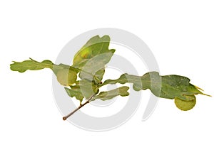 oak leaf isolated on white background