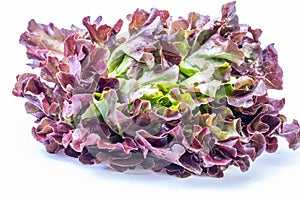 Oak Leaf lettuce isolated