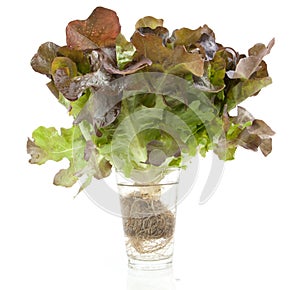 oak leaf lettuce isolated