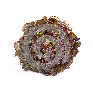 Oak leaf lettuce isolated