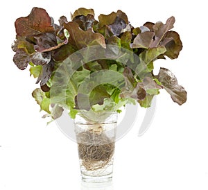 Oak leaf lettuce isolated