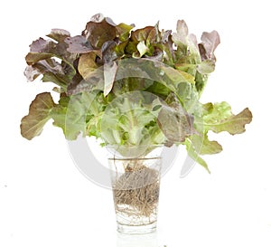 Oak leaf lettuce isolated