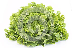 Oak leaf lettuce isolated on white