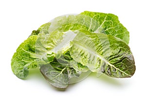 Oak Leaf lettuce isolated on white background.