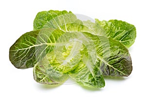 Oak Leaf lettuce isolated on white background.