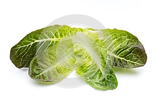 Oak Leaf lettuce isolated on white background.