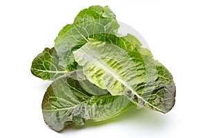 Oak Leaf lettuce isolated on white background.