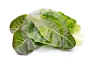 Oak Leaf lettuce isolated on white background.