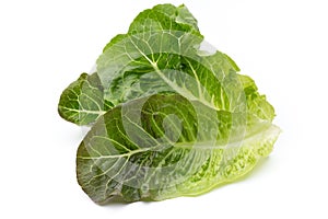 Oak Leaf lettuce isolated on white background.