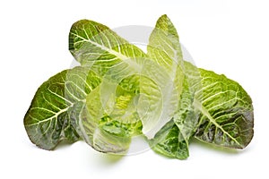 Oak Leaf lettuce isolated on white background.