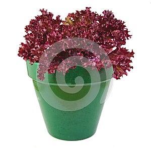 Oak Leaf lettuce planted in a green pot isolated