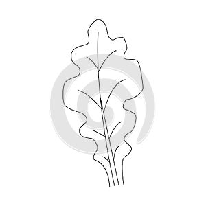 Oak leaf linear icon. Thin line illustration. Contour Vector outline drawing.