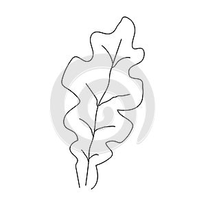 Oak leaf linear icon. Thin line illustration. Contour Vector outline drawing.