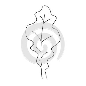 Oak leaf linear icon. Thin line illustration. Contour Vector outline drawing.