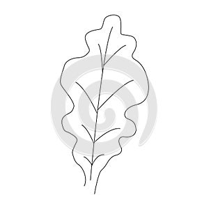 Oak leaf linear icon. Thin line illustration. Contour Vector outline drawing.