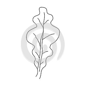 Oak leaf linear icon. Thin line illustration. Contour Vector outline drawing.