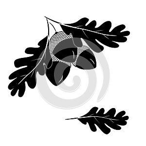Oak leaf logo design template. Oak leaf with acorns graphic vector. Vector illustration tattoo