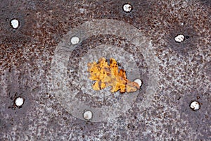 Oak leaf on a metal rusty platform