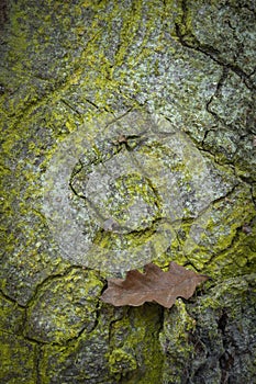 Oak leaf and Oak bark in the Highlands of Scotland