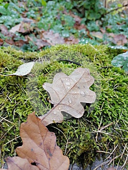 Oak leaf and raindrops.