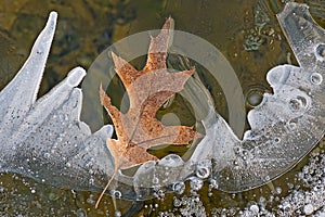 Oak Leaf Resting on Lake Ice