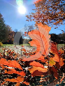 Oak leaf of small sprout growing in forest clearing, brightly illuminated by sun