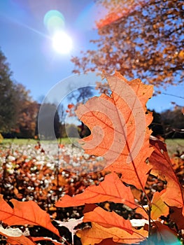 Oak leaf of small sprout growing in forest clearing, brightly illuminated by sun