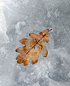 Oak leaf in snow
