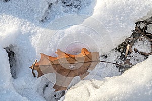Oak leaf in snow with branches