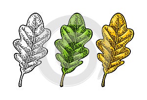 Oak leaf. Spring green and autumn orange. Vector engraved