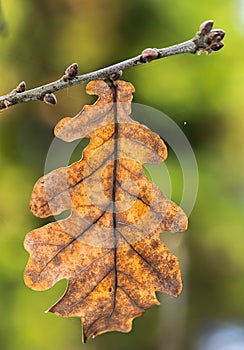 Oak leaf on a twig