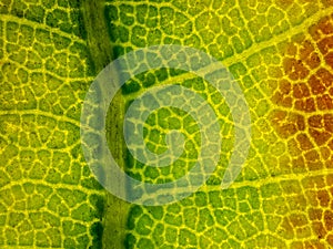 oak leaf under the microscope showing ribs and veins - fall leaf under the microscope - optical microscope x32