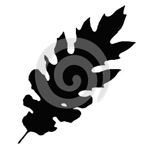 Oak leaf (vector)