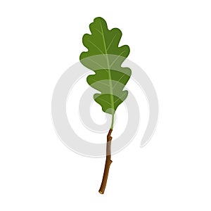 Oak leaf vector icon.Cartoon vector icon isolated on white background oak leaf.