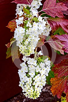 Oak-leafed hydrangea Hydrangea quercifolia photo