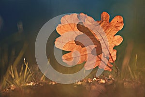 Oak leafes at autumn forest