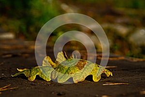 Oak leafes