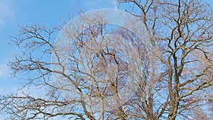 Oak leafless branches against a background of blue sky with clouds at sunset. Naked branches of deciduous tree in spring