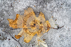 Oak leave on melting ice