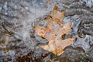 Oak leave on melting ice