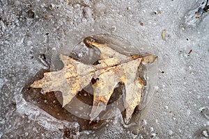 Oak leave on melting ice
