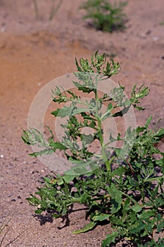 Oak-leaved Goosefoot  60289