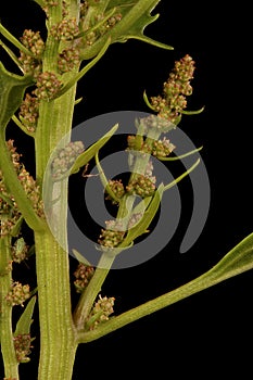 Oak-Leaved Goosefoot Oxybasis glauca. Inflorescence Detail Closeup