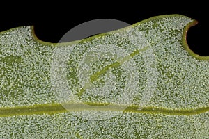 Oak-Leaved Goosefoot Oxybasis glauca. Leaf Detail Closeup