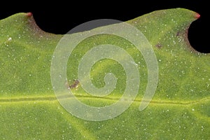 Oak-Leaved Goosefoot Oxybasis glauca. Leaf Detail Closeup