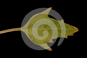 Oak-Leaved Goosefoot Oxybasis glauca. Lower Leaf Closeup