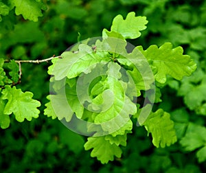 oak leaves