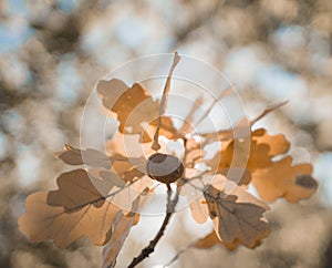 oak leaves acorn close-up bokeh background outdoor forest natura beautiful