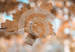 oak leaves acorn close-up bokeh background outdoor garden forest