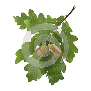 Oak leaves and acorn on white background